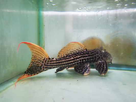 Paradise Tropicals LLC Plecostomus XXL L025  Scarlet Cactus pleco