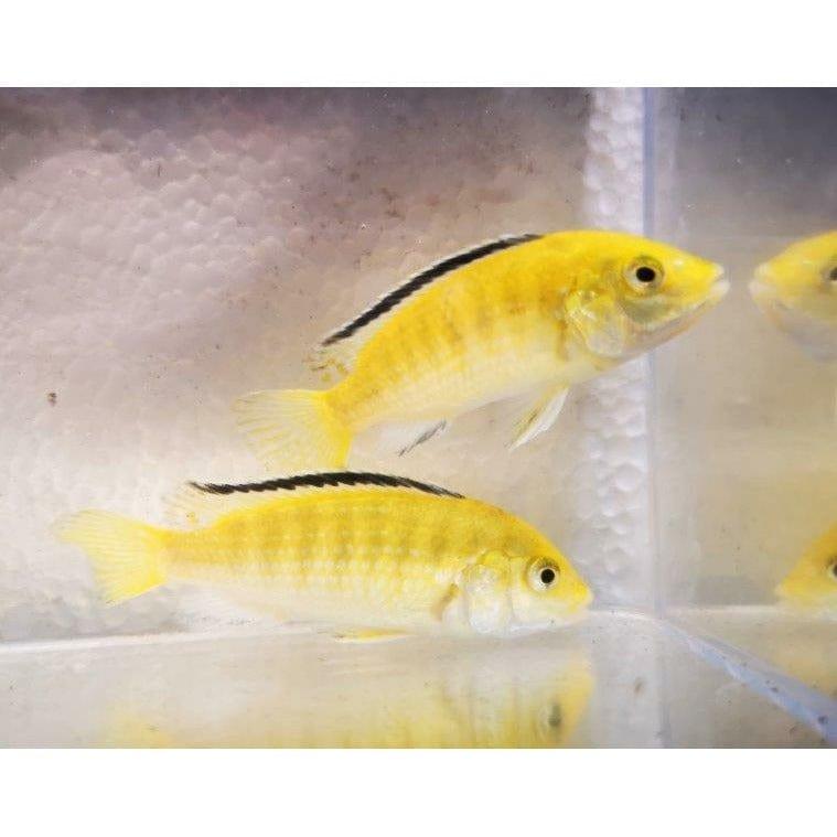 Paradise Tropicals LLC Mbuna 3-3.5" Yellow "Lab" Cichlid